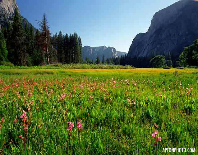 fieldofflowers