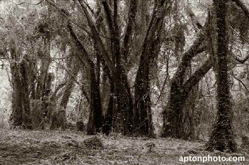 wisdom forest